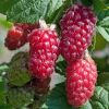 Rubus Tayberry - Taybes (fruitplant) - P15