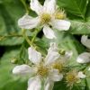 Rubus Tayberry - Taybes (fruitplant) - P15