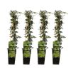 Hedera Helix (4 stuks) - Klimop - P15