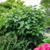Thumbnail 6000-46-scaled-e1710515521286 1