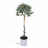 Eucalyptus op stam