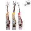 Campsis Summer Trio - Trompetklimmer - P15
