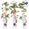 Campsis Summer Trio - Trompetklimmer - P15