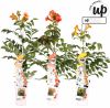 Campsis Summer Trio - Trompetklimmer - P15