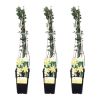 Jasminum Nudiflorum Trio - Winterjasmijn - P15