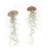 tillandsia medusa