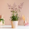 Tillandsia Leiboldiana Mora - Bromelia - P12