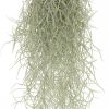 Tillandsia