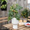 Solanum Lycopersicum - Tomatenplant - P14