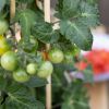 Solanum Lycopersicum - Tomatenplant - P14