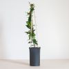 Trachelospermum-jasminoides-2-1024