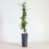 Trachelospermum-jasminoides-3-1024