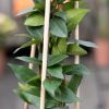 Trachelospermum-jasminoides-sfeer-12-1024