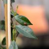 Trachelospermum-jasminoides-sfeer-14-1024