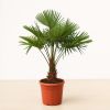Chinese waaierpalm kopen