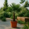 Trachycarpus fortunei kopen