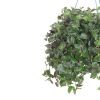 Tradescantia Greenhill