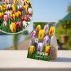 Tulpenbollen mix Rembrandt