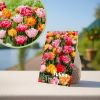 Vroege voorjaarsglorie tulpenbollen