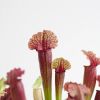 Vleesetende-planten-box-closeup-3-1024-1