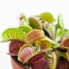 dionaea vliegenval vleesetende plant