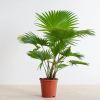 Washingtonia-livistona-P17-1-1024-1