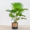 Washingtonia-livistona-P17-2-1024-1