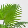 Washingtonia-livistona-P17-8-1024-1