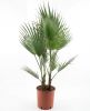 Washingtonia robusta multitrunk p26 - 1