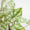 Caladium White Christmas - P13
