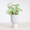 Caladium White Christmas - P13