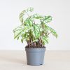 Caladium White Christmas - P13