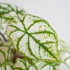 Caladium White Christmas - P13