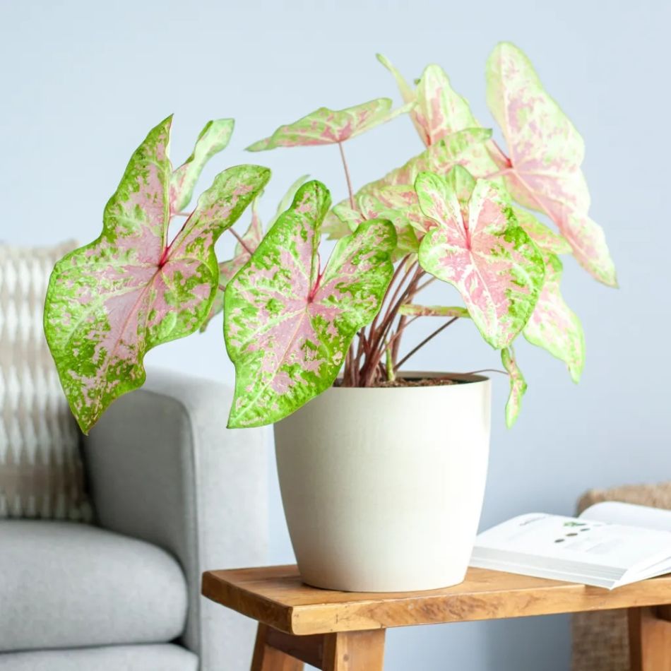 Caladium Seafoam Pink