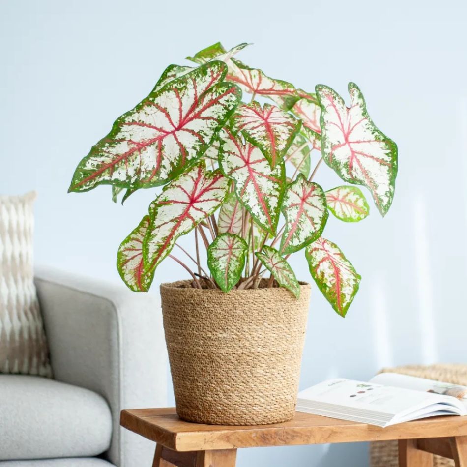 Caladium Tapestry