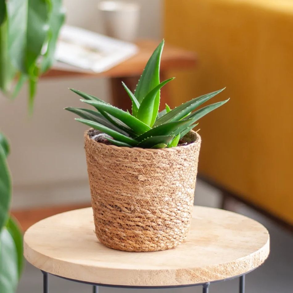 Haworthia west jogo kopen