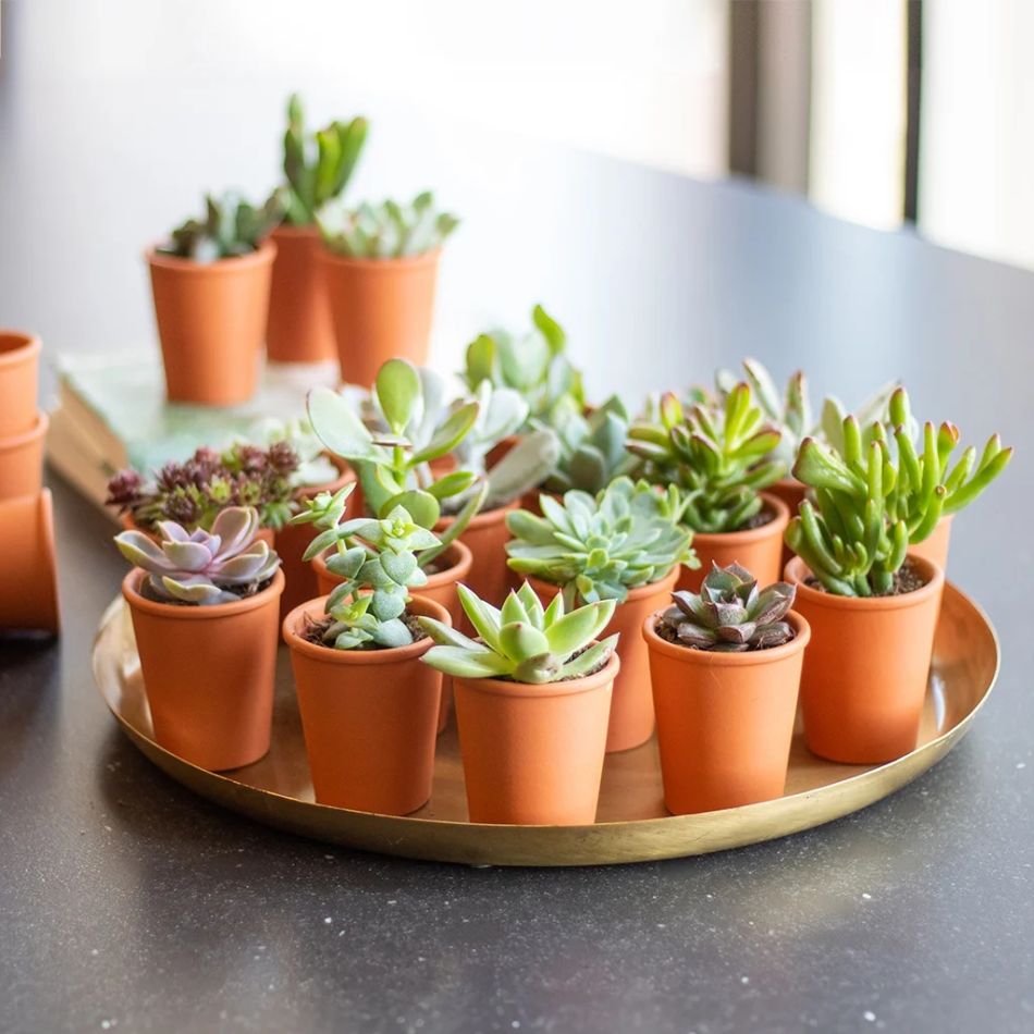 mini vetplantjes in terracotta