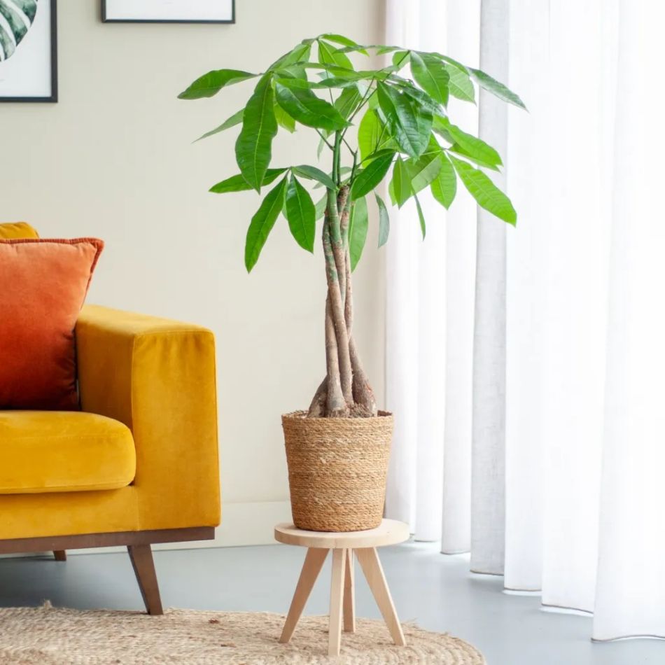 Pachira geldboom in interieur