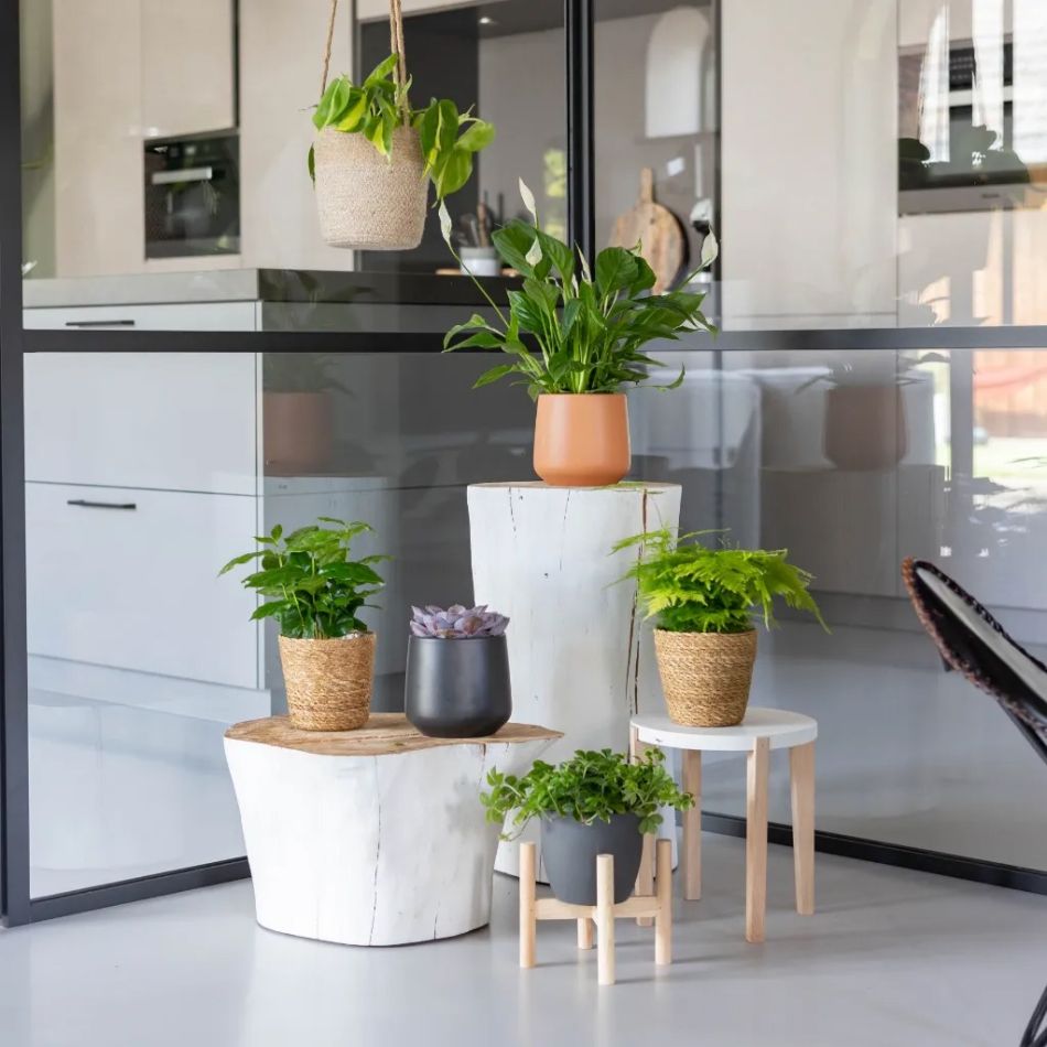 Voordeelbox 6 planten