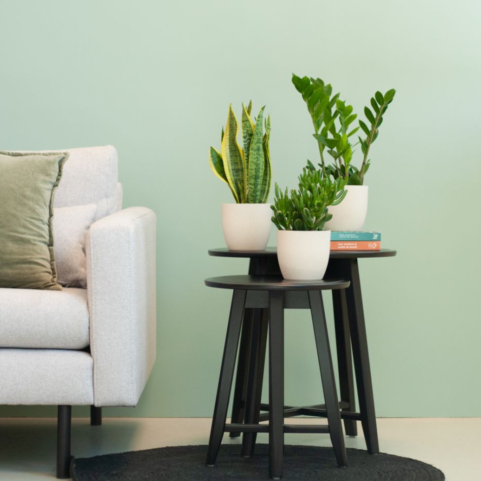 1-vaderdag-kamerplant-plant-cadeau-papa-leuk-plantje