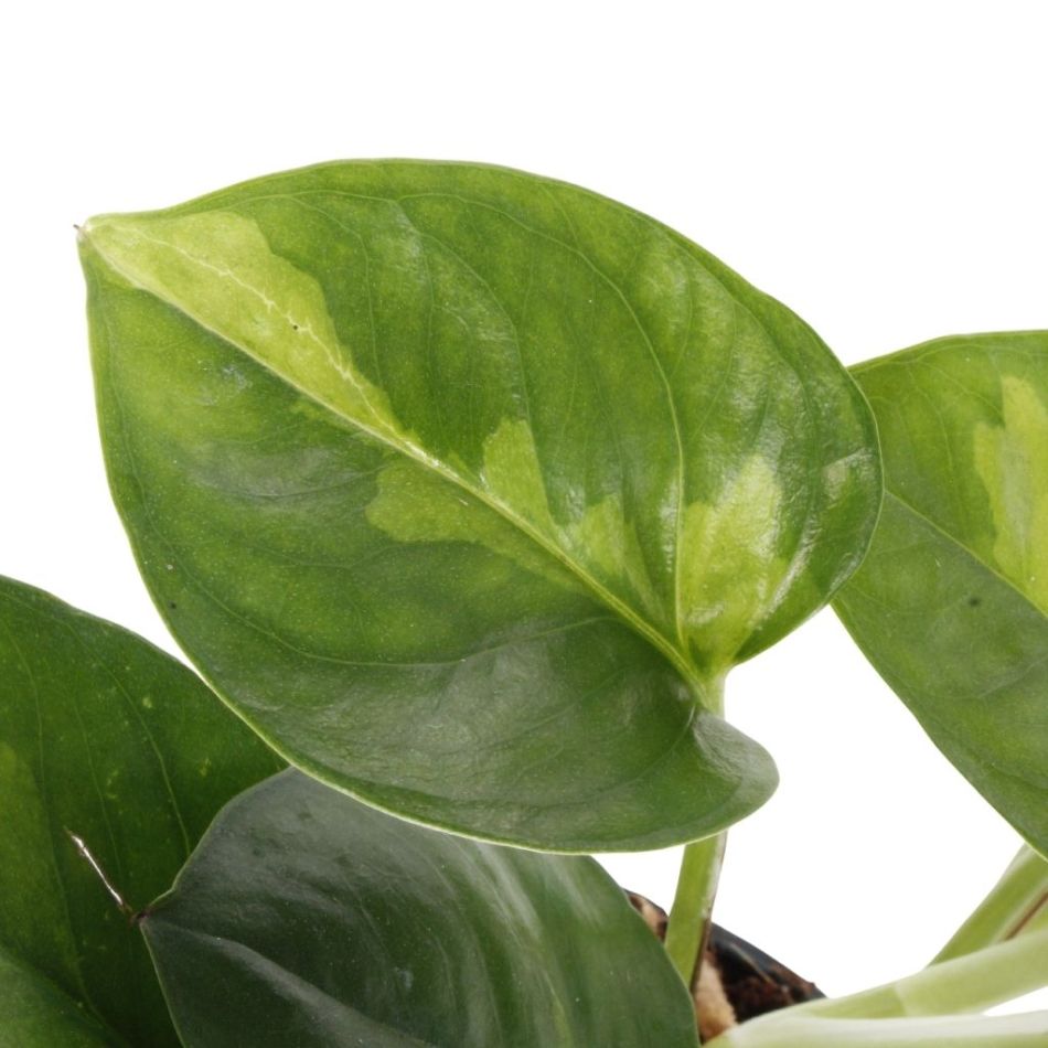 Epipremnum Pinnatum Global Green blad