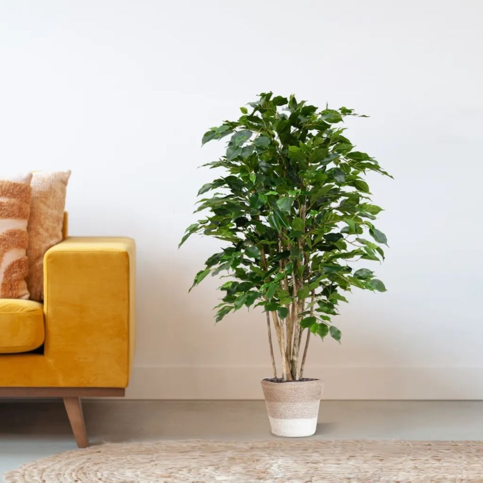 112312-Ficus-Exotica-in-mand-Terima-Kasih-Lissabon-24cm