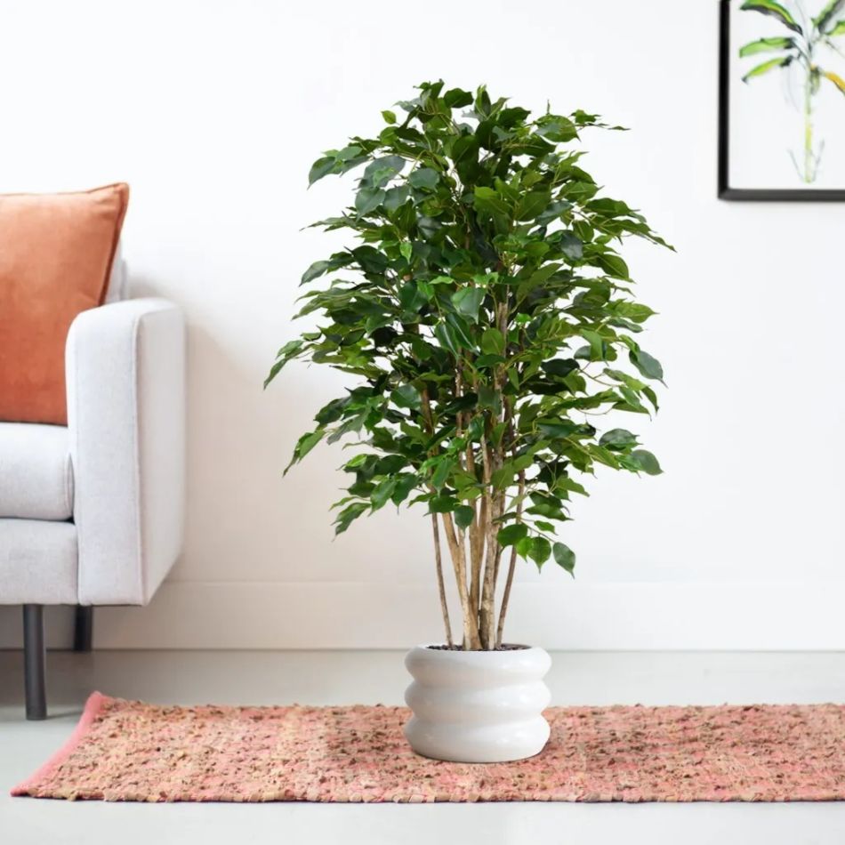 112312-Ficus-Exotica-in-pot-Barletta-30x22cm