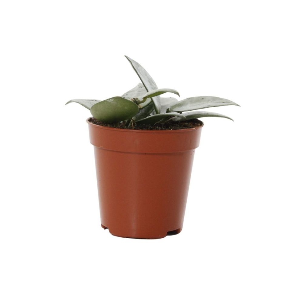 Hoya Krohniana Silver