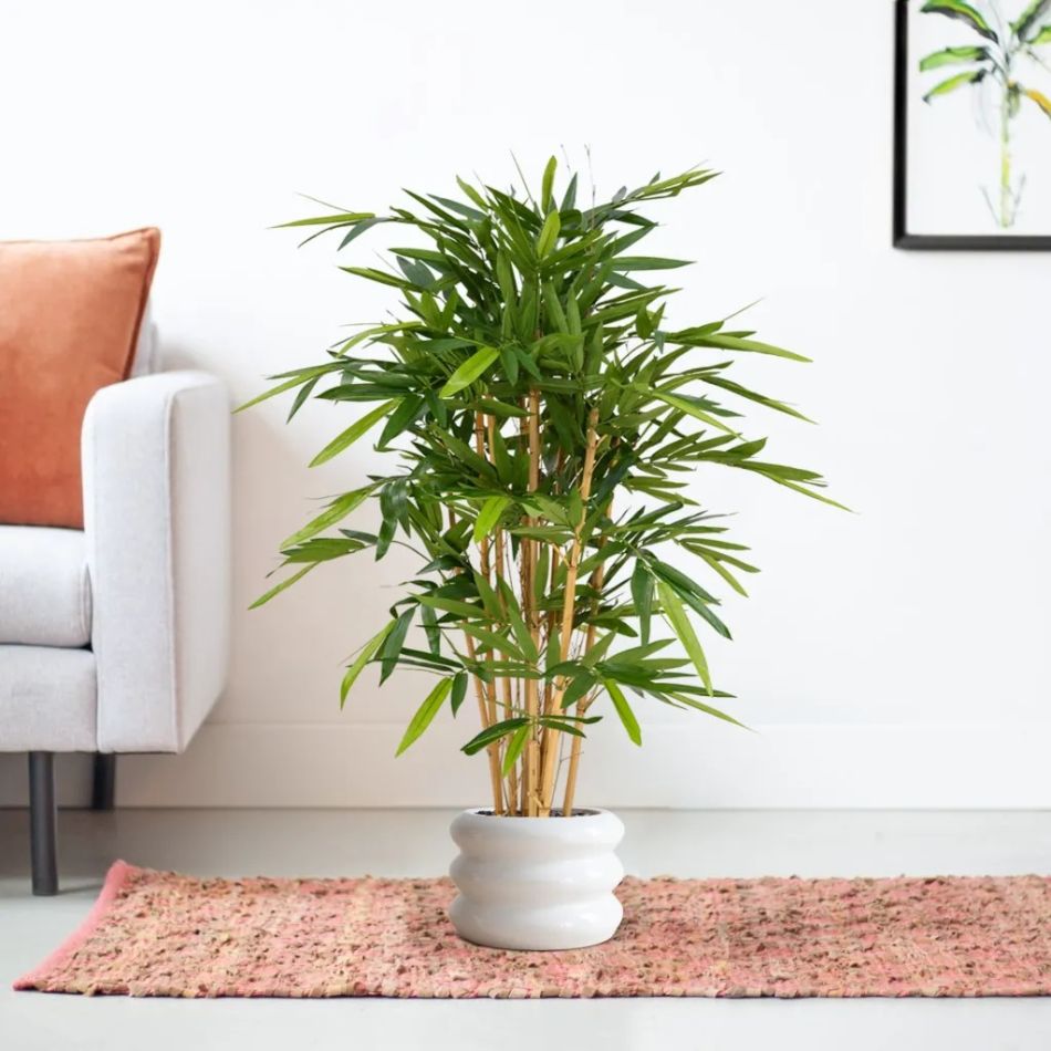 120112-Bamboe-120cm-in-pot-Barletta-30x22cm