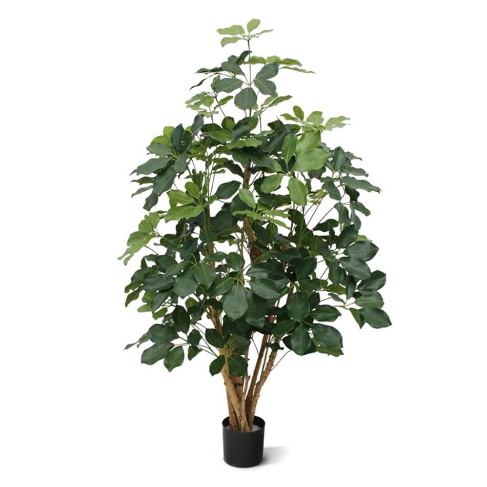 130312-Schefflera-Exotica-120-cm-1