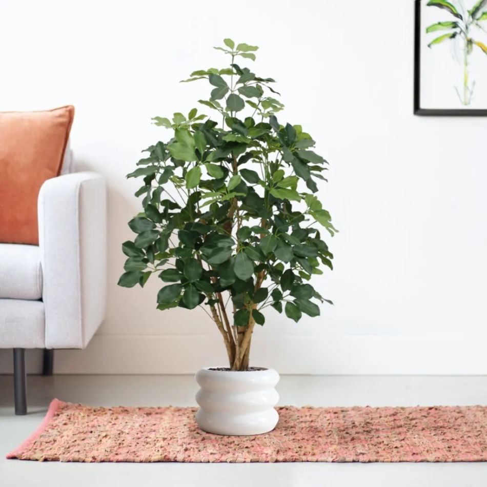 130312-Schefflera-Exotica-in-Barletta-30x22cm