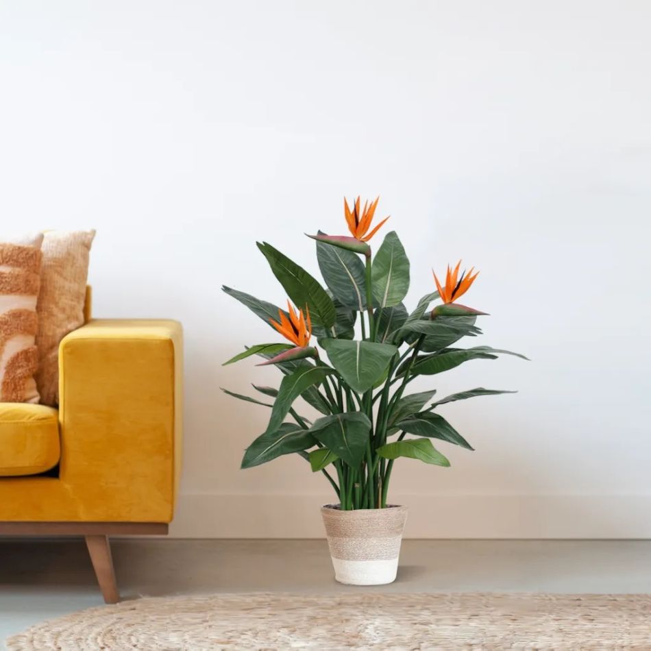 150512-Strelitzia-in-Mand-Lissabon-23cm