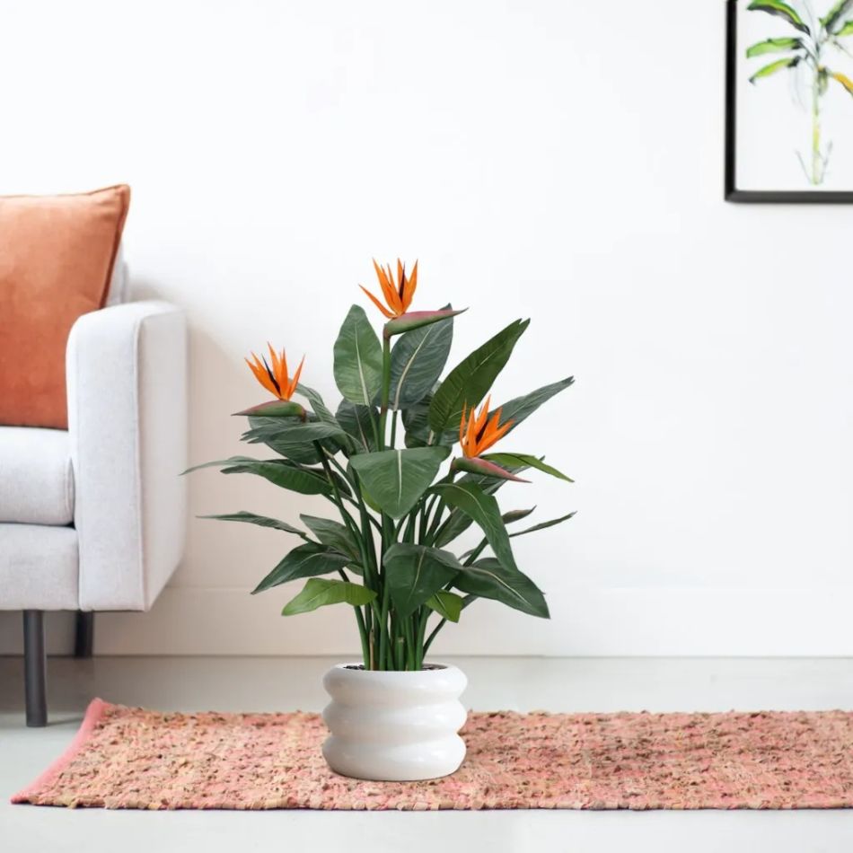 150512-Strelitzia-in-pot-Barletta-30x22cm