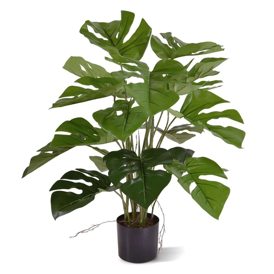 151105 Monstera-50cm-1